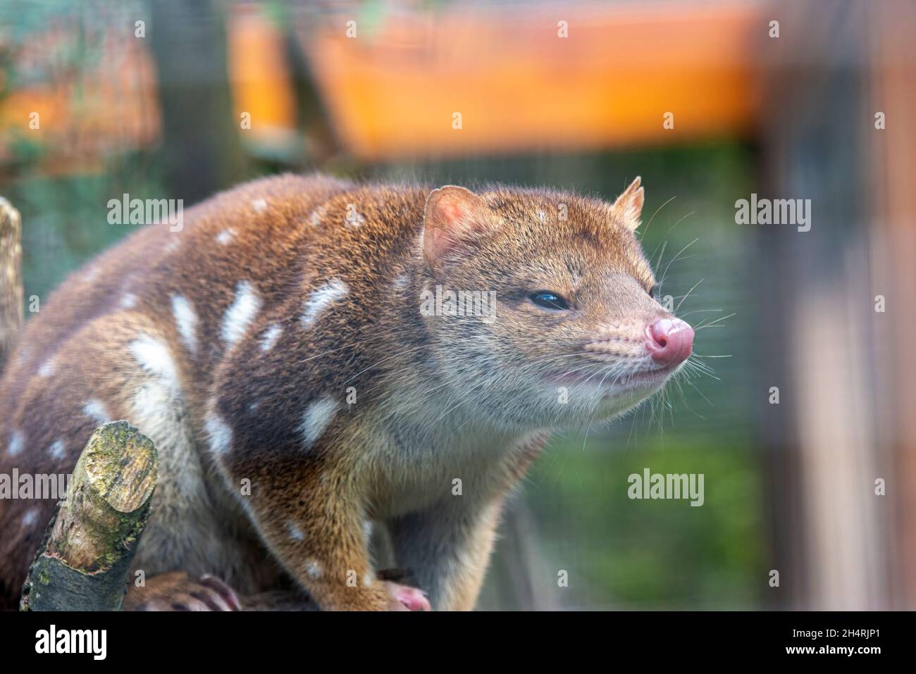 Spotted tailed quoll or tiger quoll, Dasyurus maculatus, Cradle Mountain, Tasmania, Australia