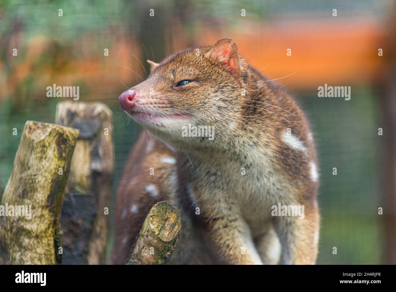 Spotted tailed quoll or tiger quoll, Dasyurus maculatus, Cradle Mountain, Tasmania, Australia