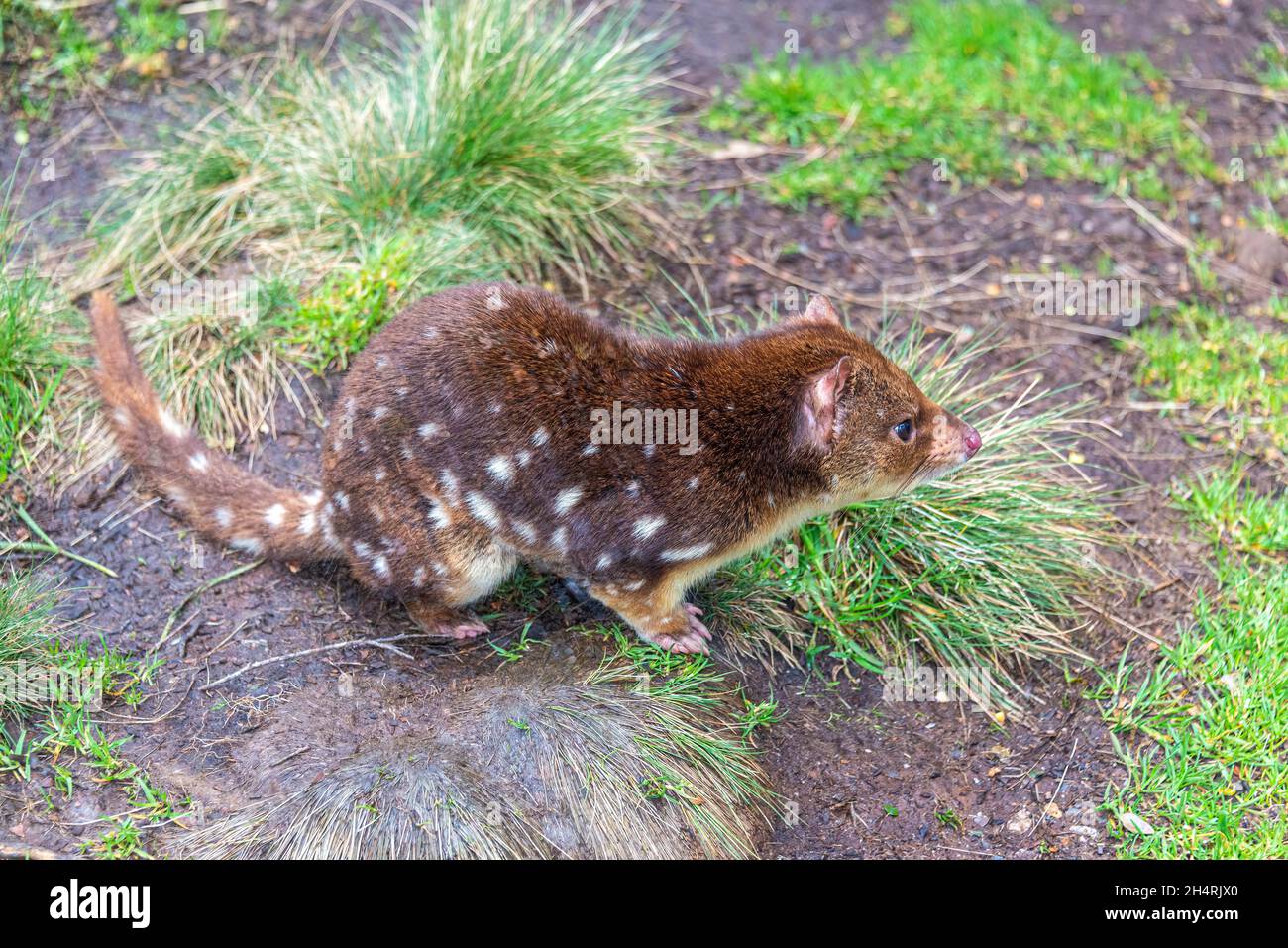 Spotted tailed quoll or tiger quoll, Dasyurus maculatus, Cradle Mountain, Tasmania, Australia
