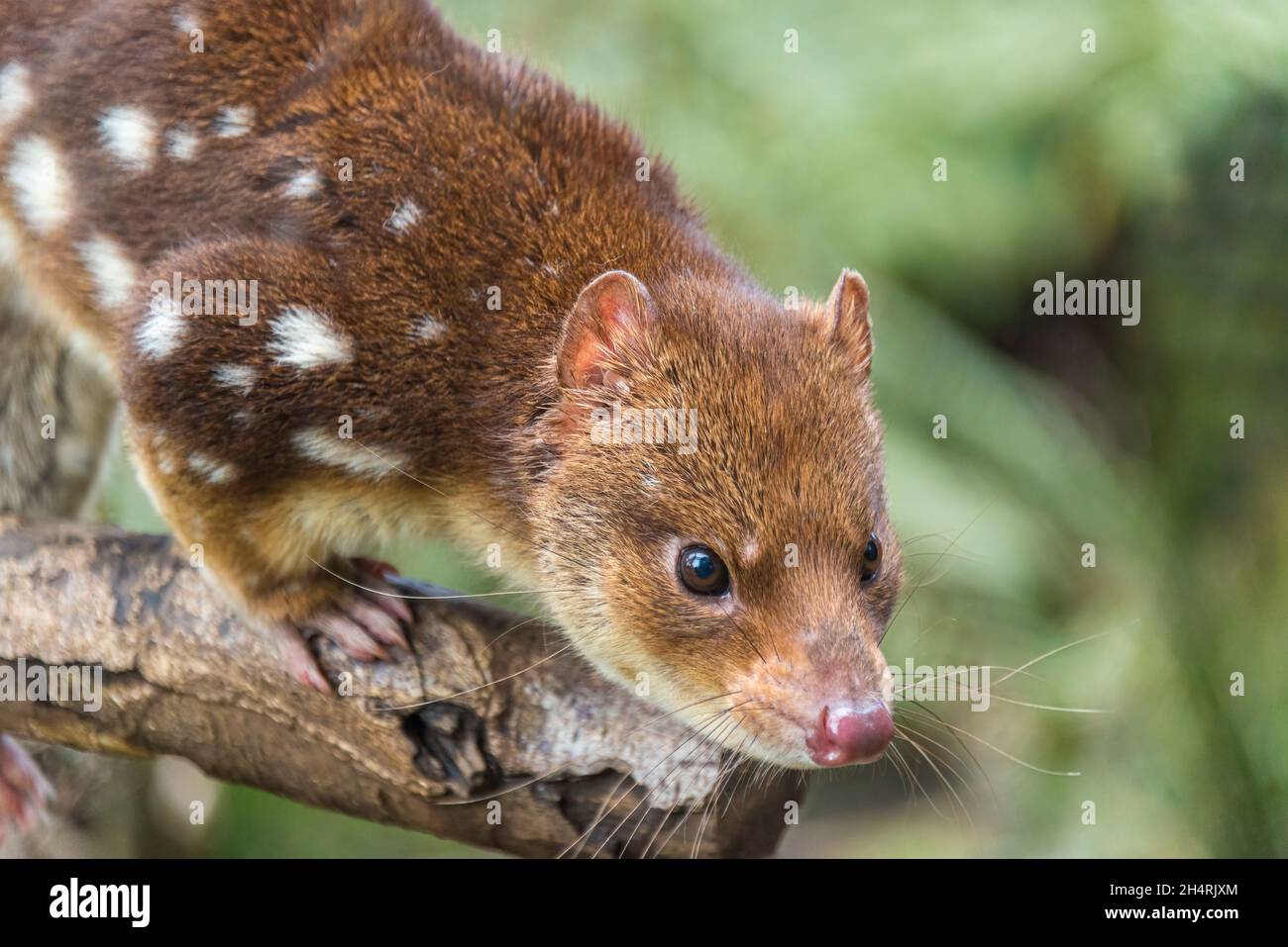 Spotted tailed quoll or tiger quoll, Dasyurus maculatus, Cradle Mountain, Tasmania, Australia