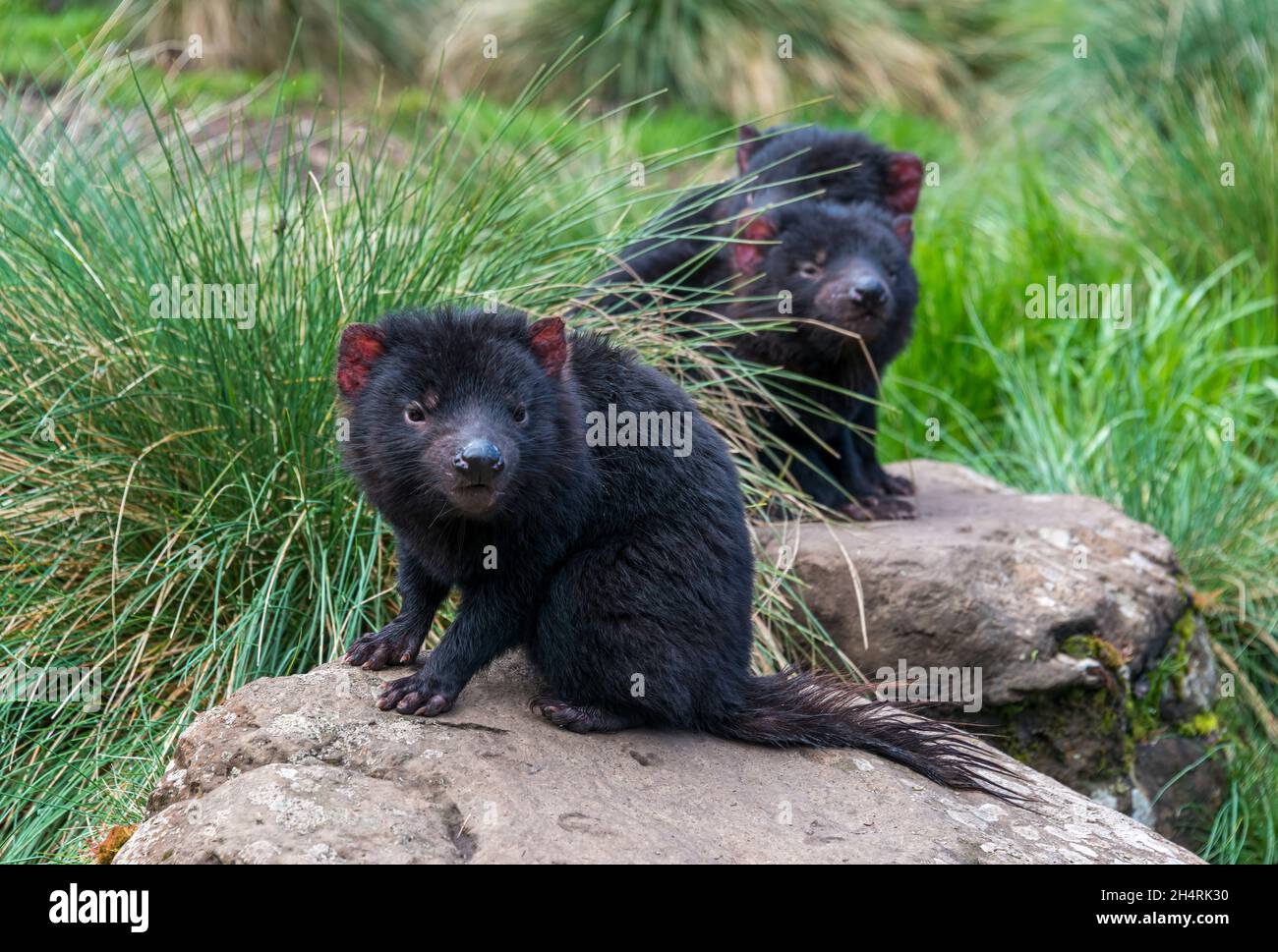 tasmanian devil cubs in captivity, Tasmania Stock Photo