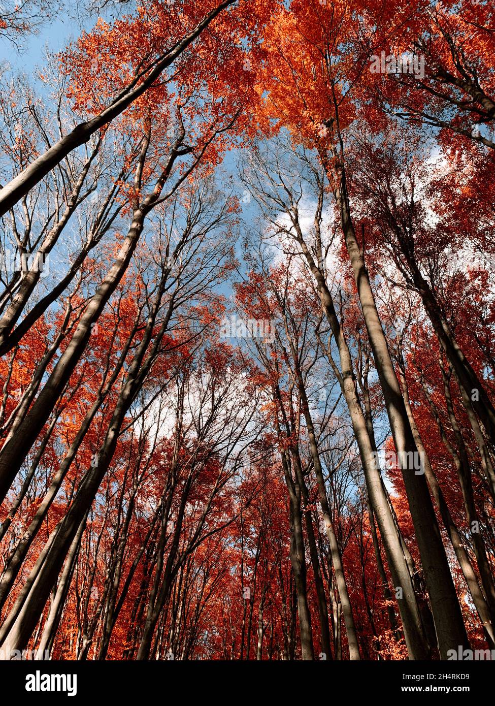 Beautiful scene of autumn landscape and colorful trees from Piatra Neamt, Romania Stock Photo