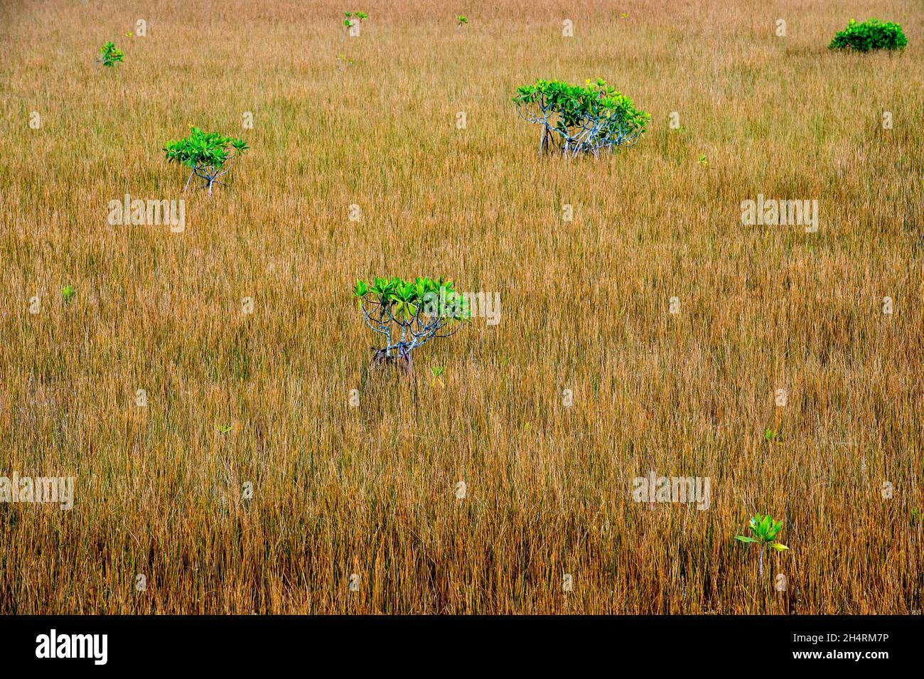 Dry field and green trees Stock Photo - Alamy