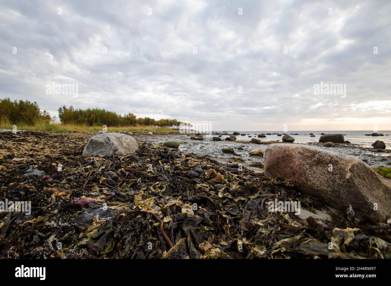 There are many algae on the shore. Kelp. After the storm Stock Photo