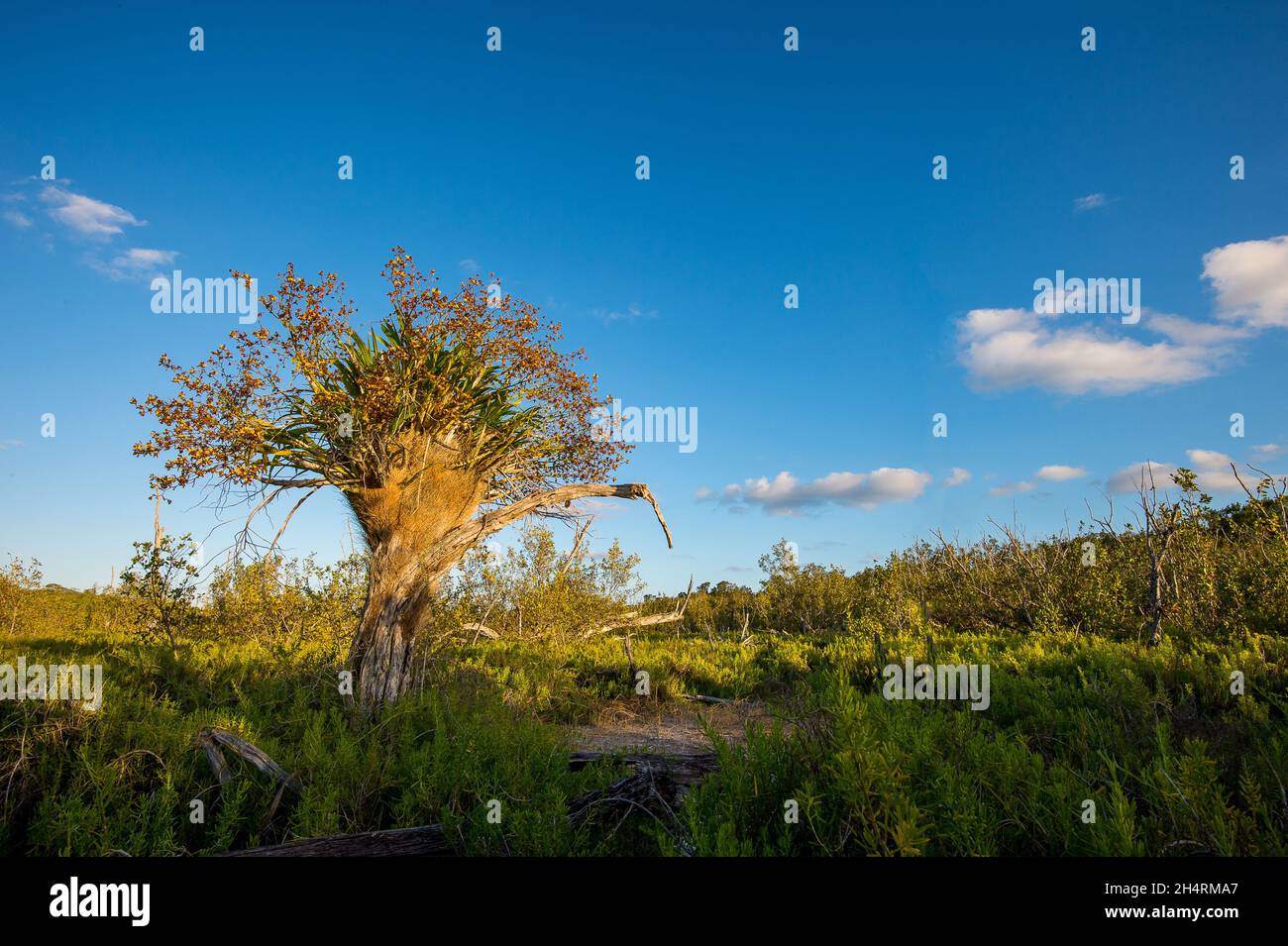 Cigar tree hi-res stock photography and images - Alamy
