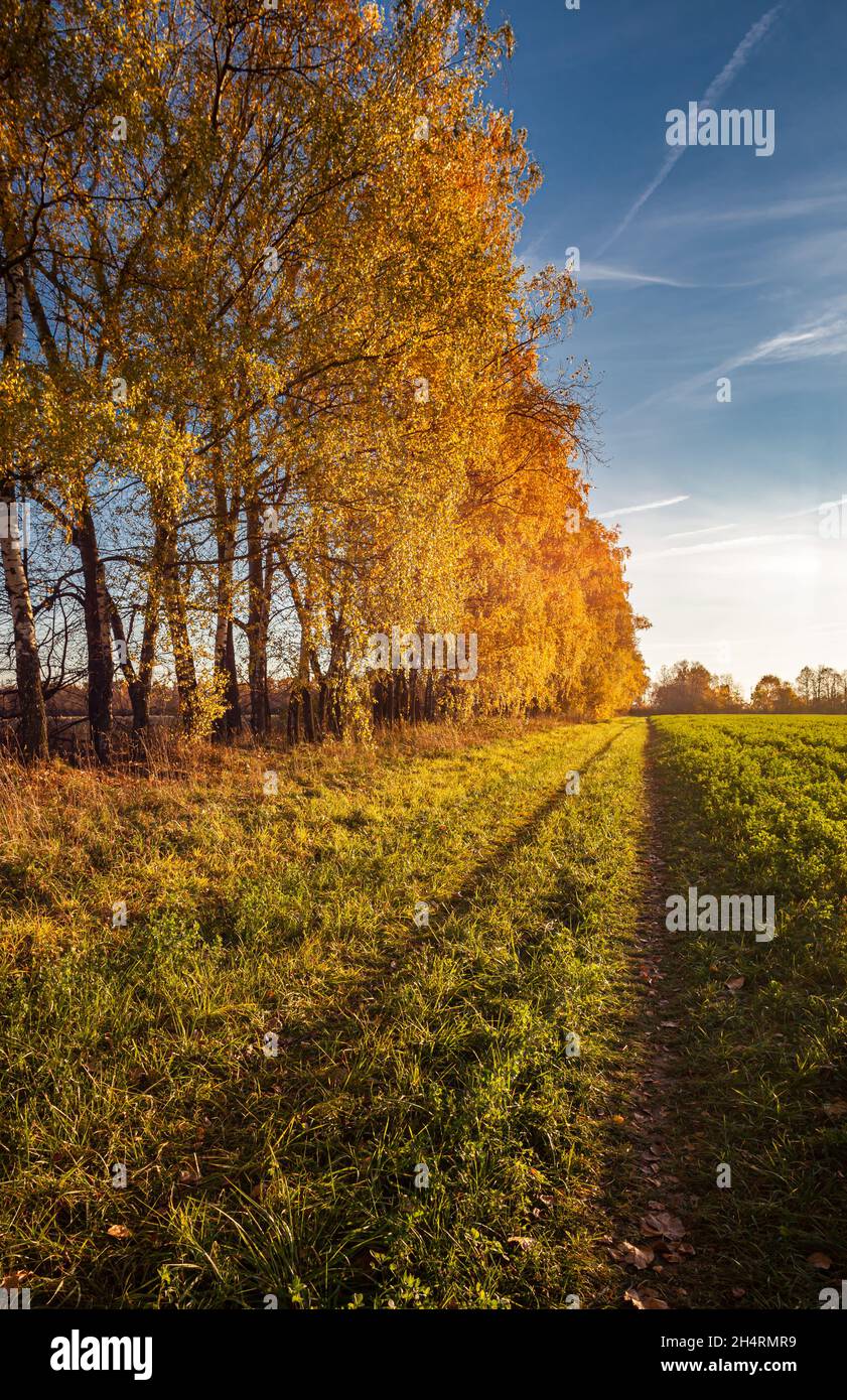 autumn trees standing on the side of the road stretching into the distance Stock Photo