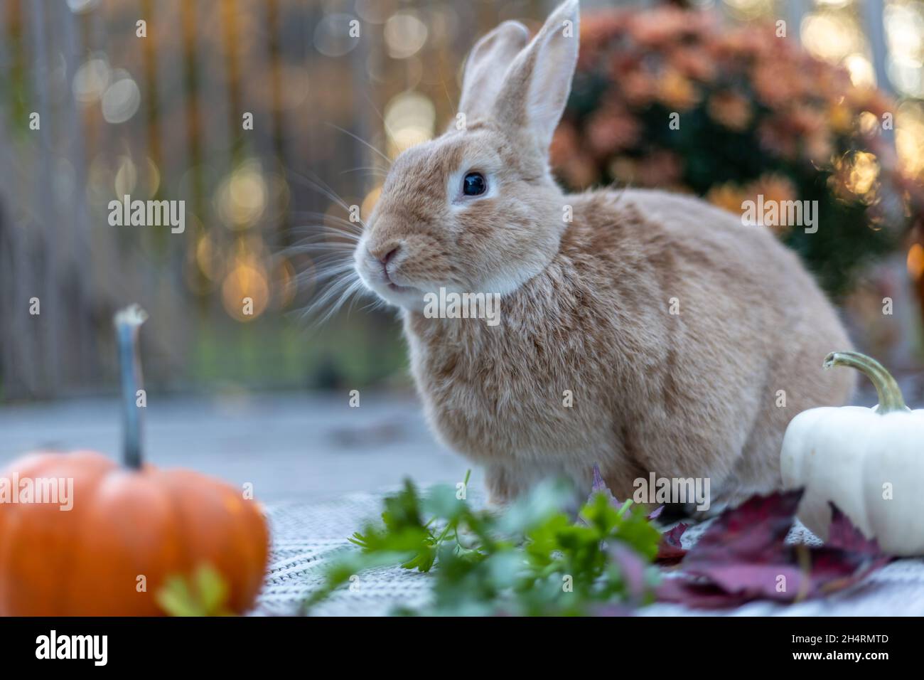 Rufus rabbit in fall setting surrounded by mums and pumpkins at sunset with beautiful golden light Stock Photo