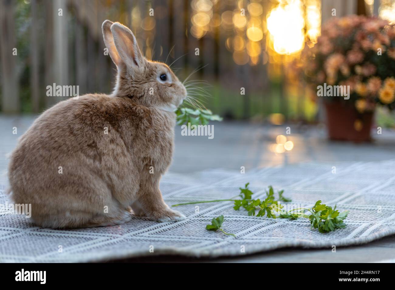 Rufus rabbit in fall setting surrounded by mums and pumpkins at sunset with beautiful golden light Stock Photo