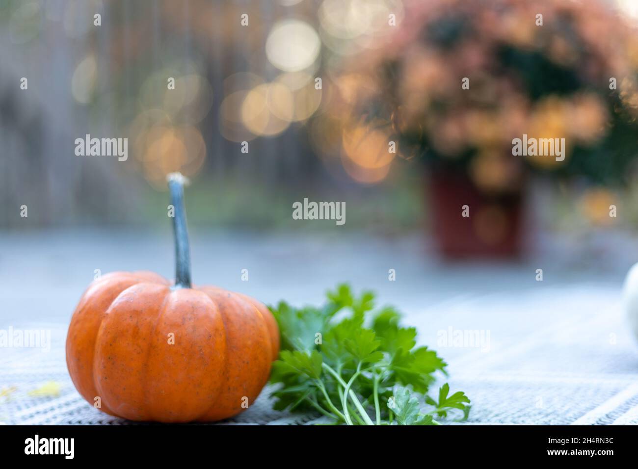 Pumpkins and mums arranged for fall autumn Thanksgiving background at sunset with beautiful golden light Stock Photo
