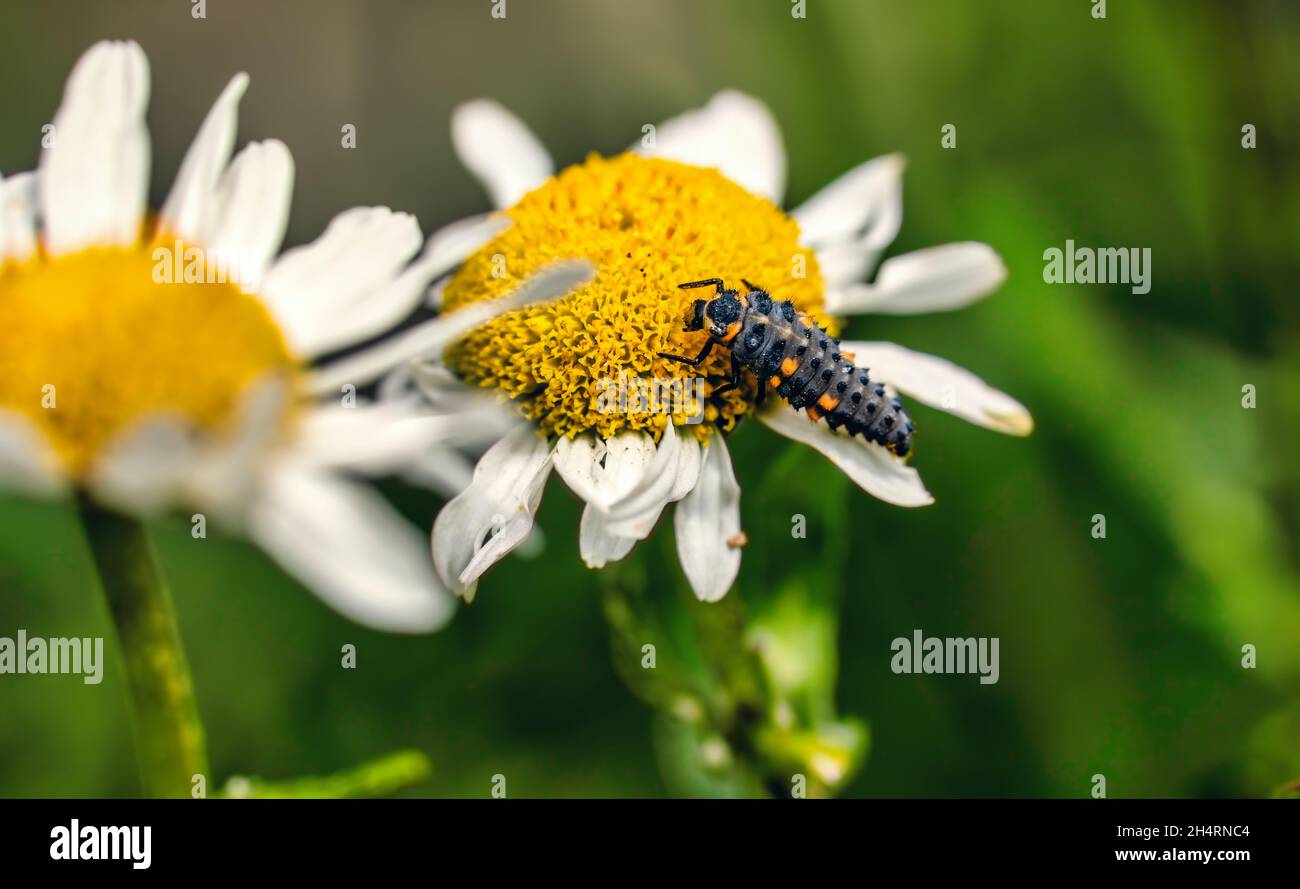 Ladybird larvae on oxe-eye daisy flower Stock Photo