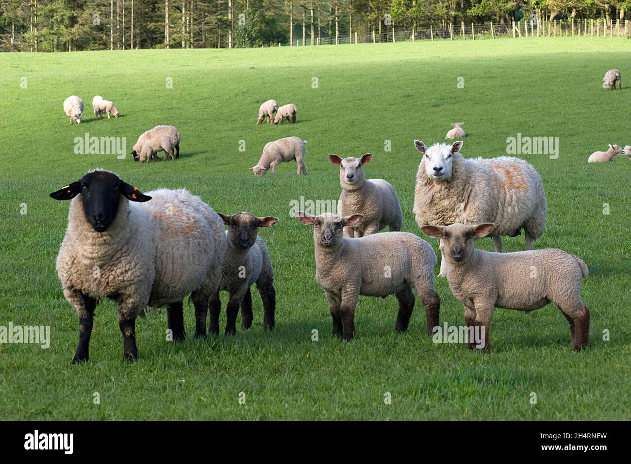 black faced ewe, hybrid sheep & lambs near Dalton, Dumfries & Galloway, Scotland Stock Photo