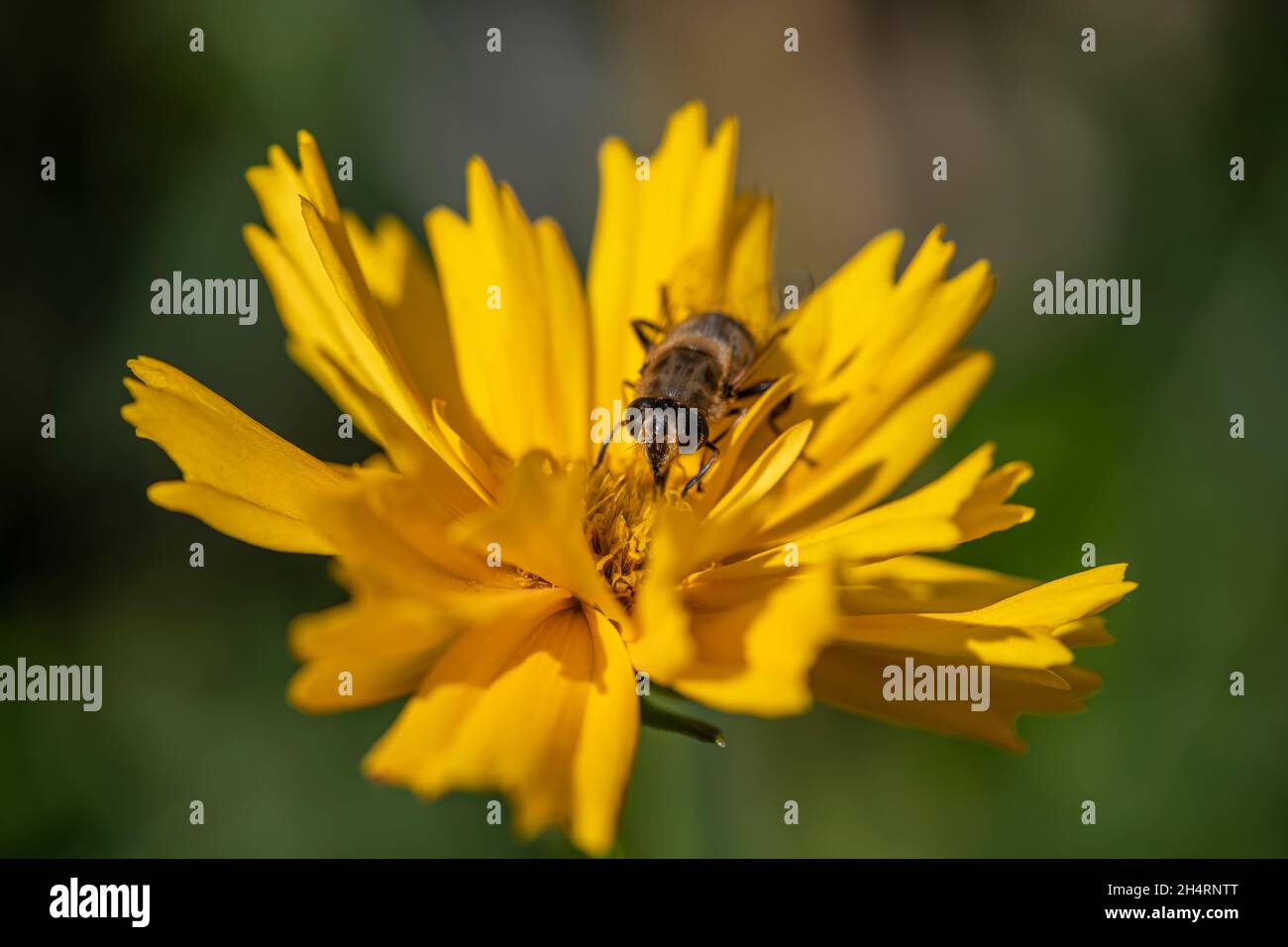 Hoverfly feeding on coreopsis flower Stock Photo