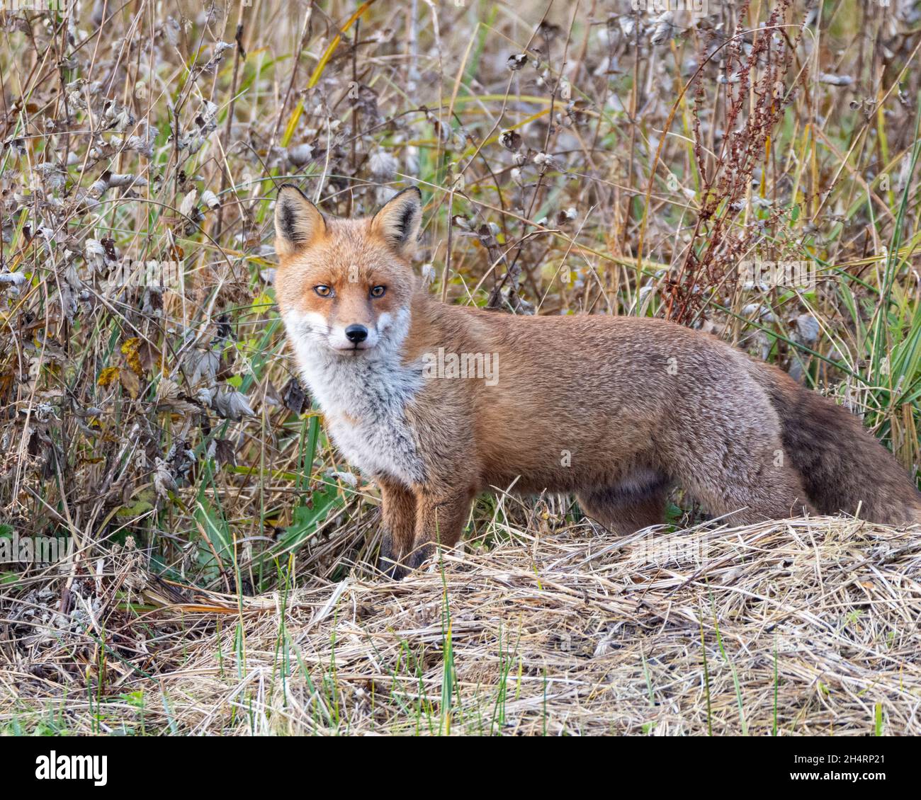 Dogs and foxes hi-res stock photography and images - Alamy