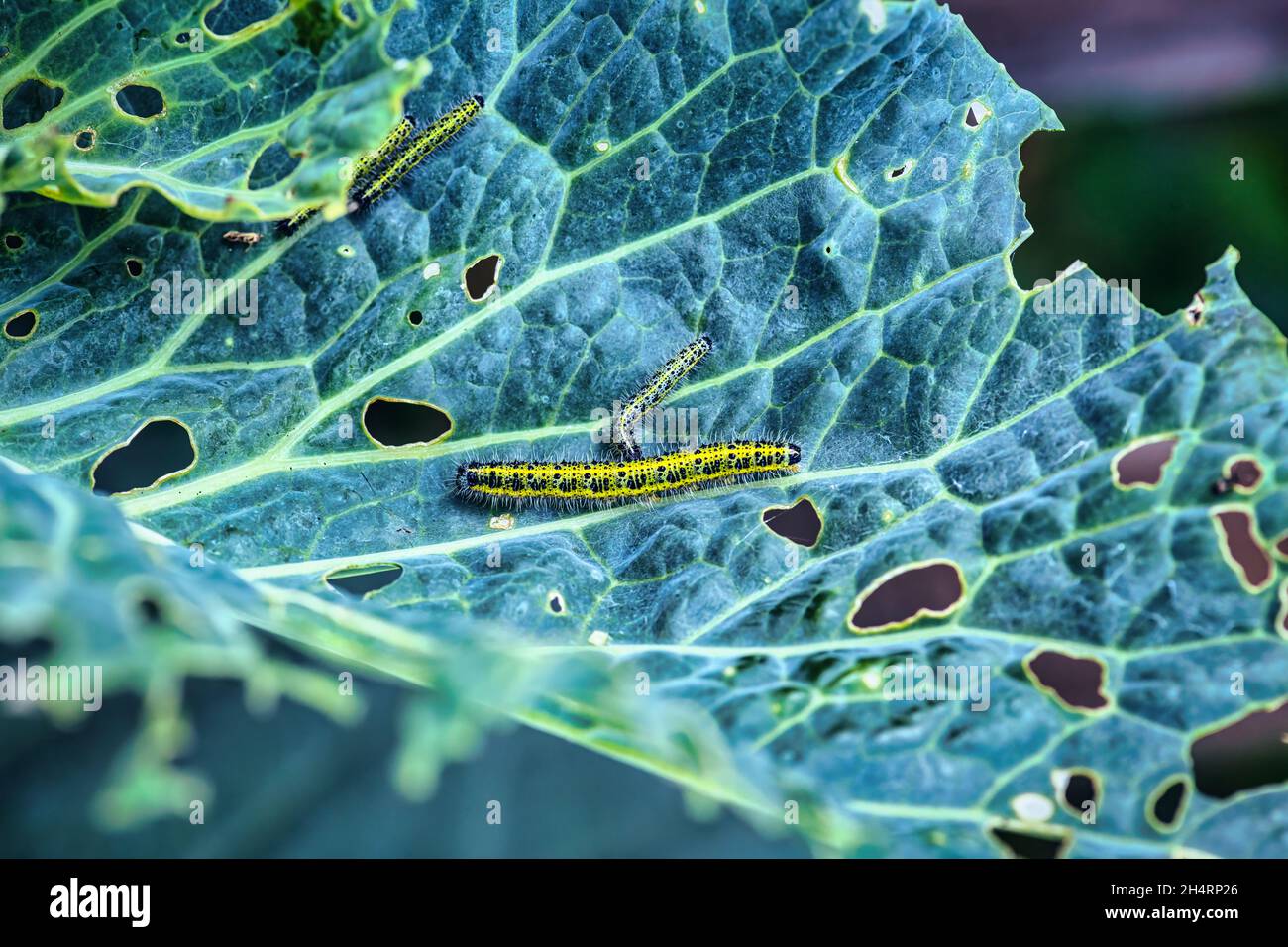 Cabbage white butterfly caterpillar eating cabbages, UK Stock Photo Alamy