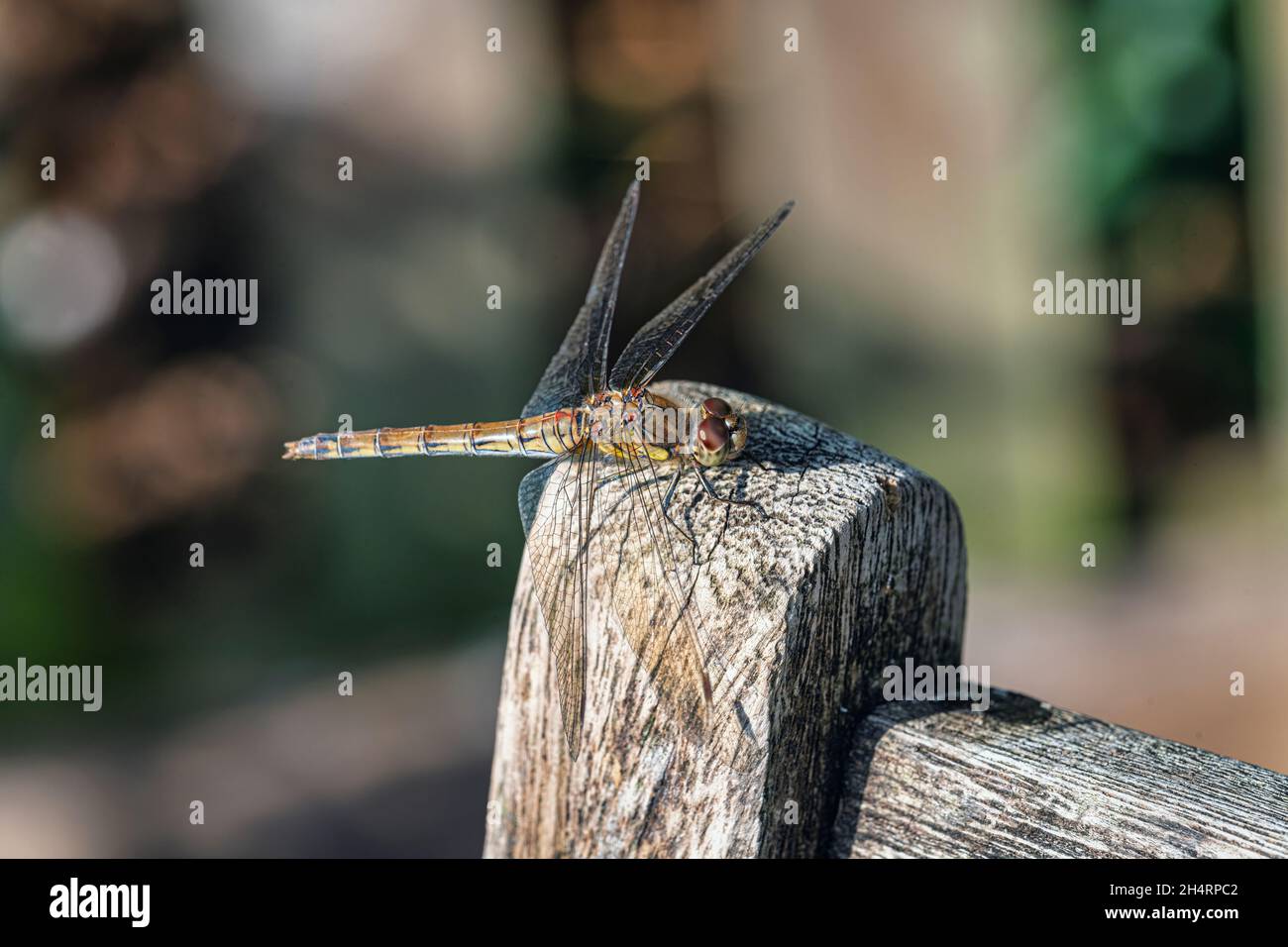 Female common darter dragonfly Stock Photo