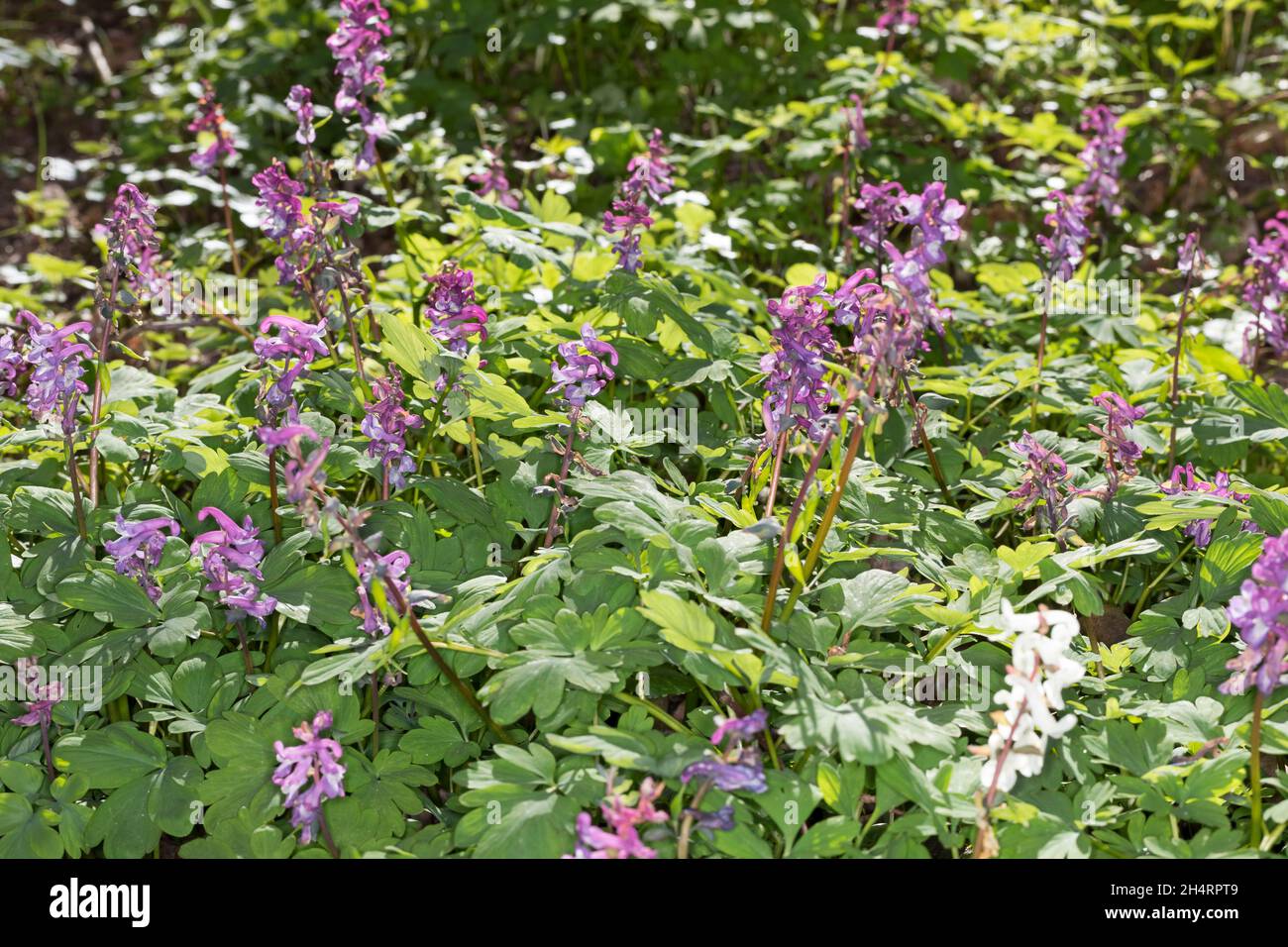 Hohler Lerchensporn, Hohlknolliger Lerchensporn, Corydalis cava, Corydalis bulbosa, Bulbous Corydalis, Hollowroot, La Corydale creuse, Corydale à tube Stock Photo