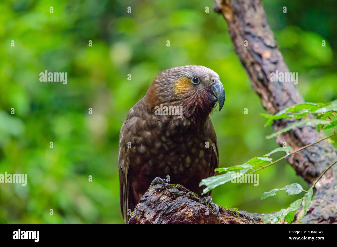 New Zealand Kaka Stock Photo Alamy