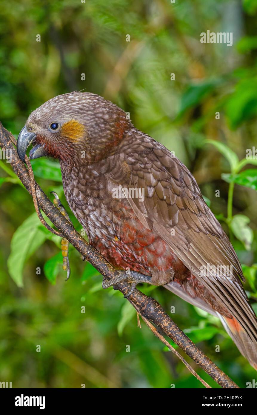 New Zealand Kaka Stock Photo Alamy