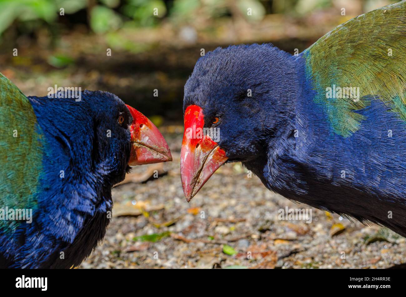 Takahe, North Island, New Zealand Stock Photo