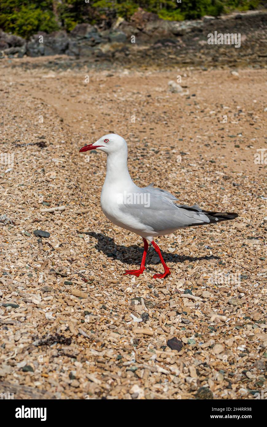 The silver gull (Chroicocephalus novaehollandiae) is the most common gull of Australia. Stock Photo