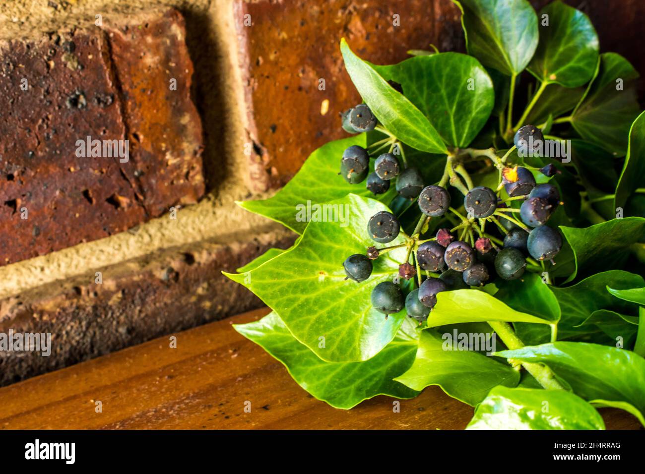 An Ivy branch, with Bluish black Berries, on a wooden table against a brick background Stock Photo