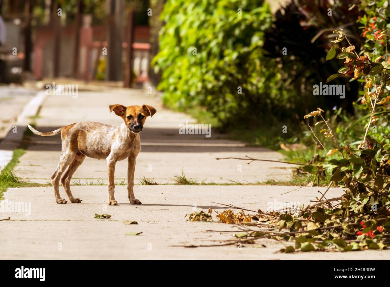 Lonely street puppy in a sidewalk of a country small town Stock Photo