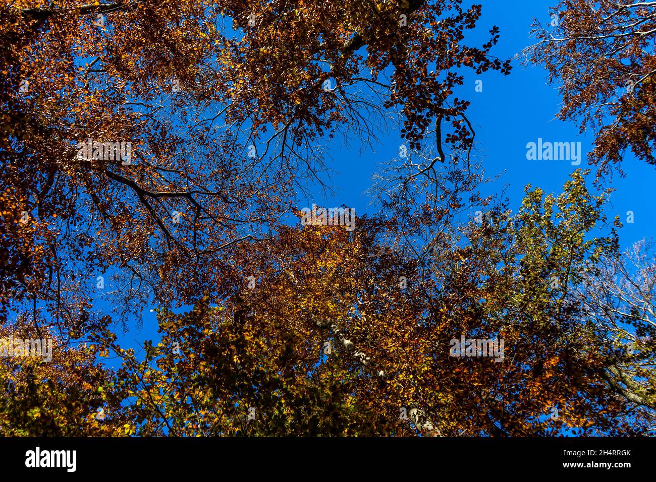 beautifully exposed beech crowns against a bright blue sky in autumn Stock Photo