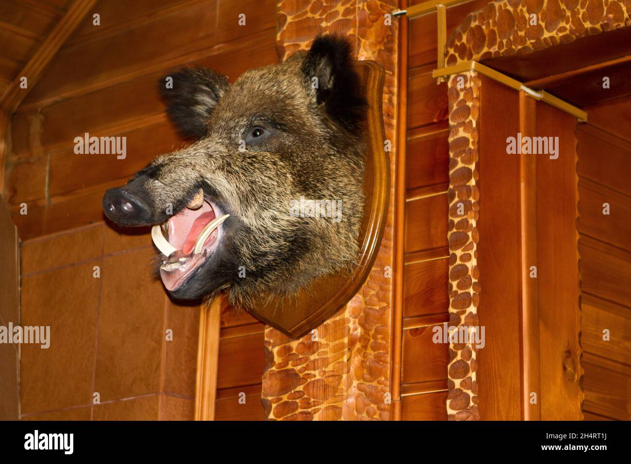 Stuffed wild boar's head with a grinning mouth Stock Photo