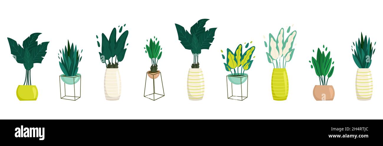 Houseplants in pots set in flat style. Vector cartoon illustration ...