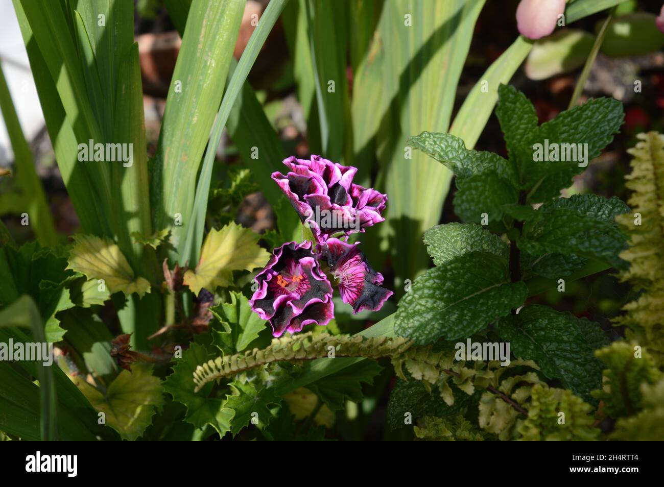 Los colores de la naturaleza Stock Photo