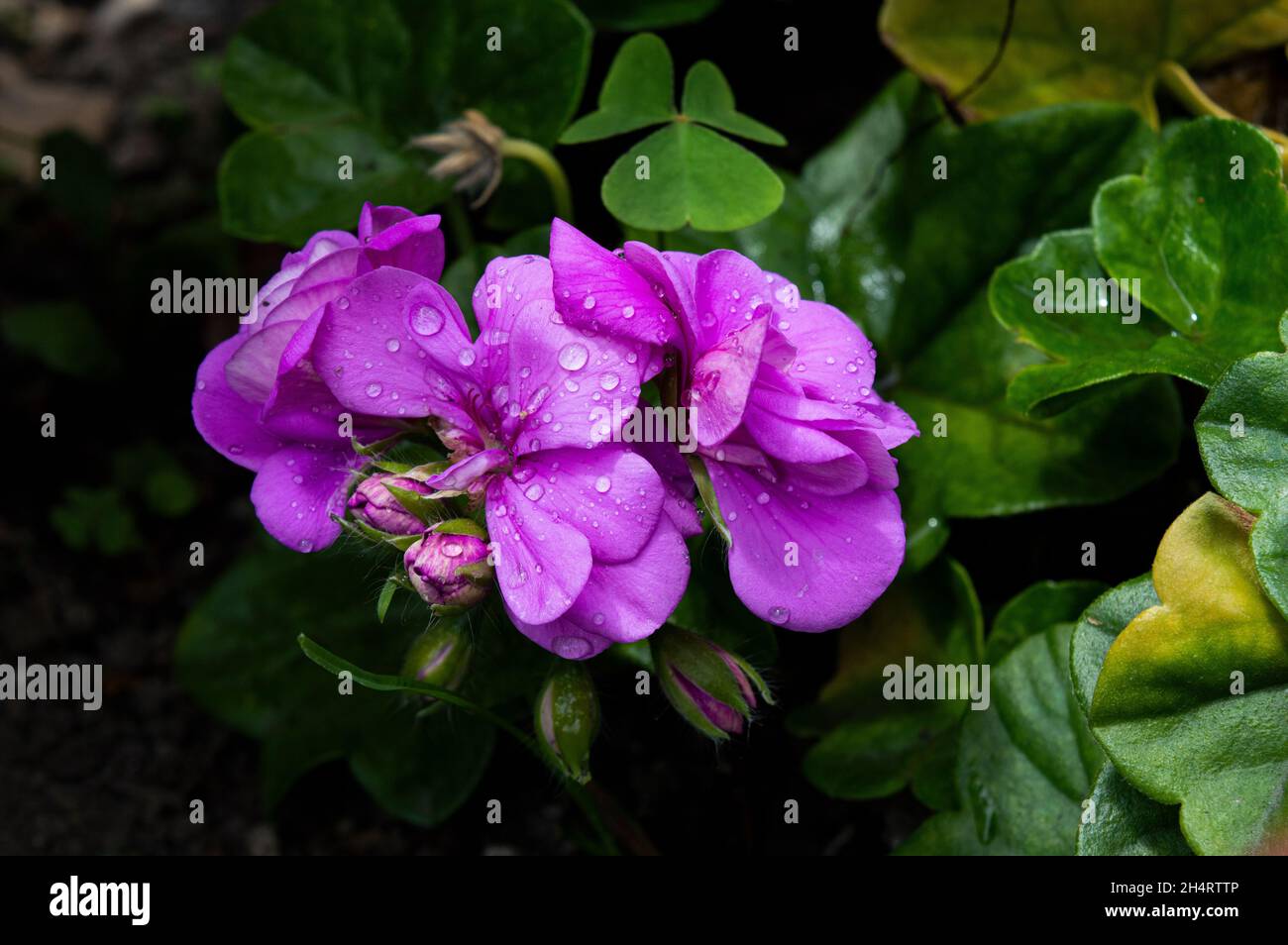 Los colores de la naturaleza Stock Photo