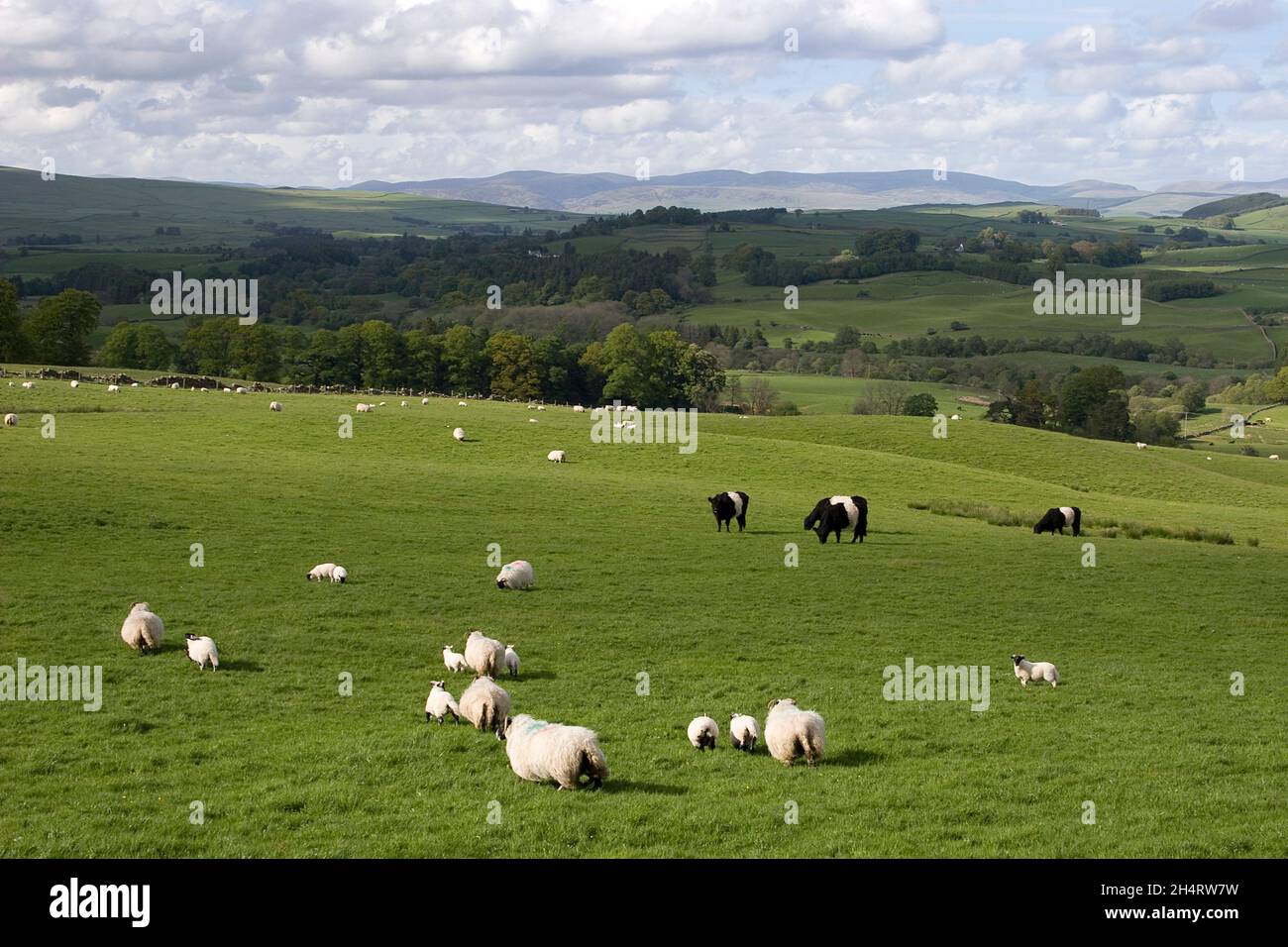 sheep and belted galloway cattle grazing near Glenkiln, Dumfries & Galloway, Scotland Stock Photo