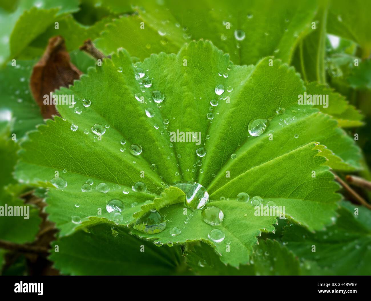 Close up on green leave hi-res stock photography and images - Alamy