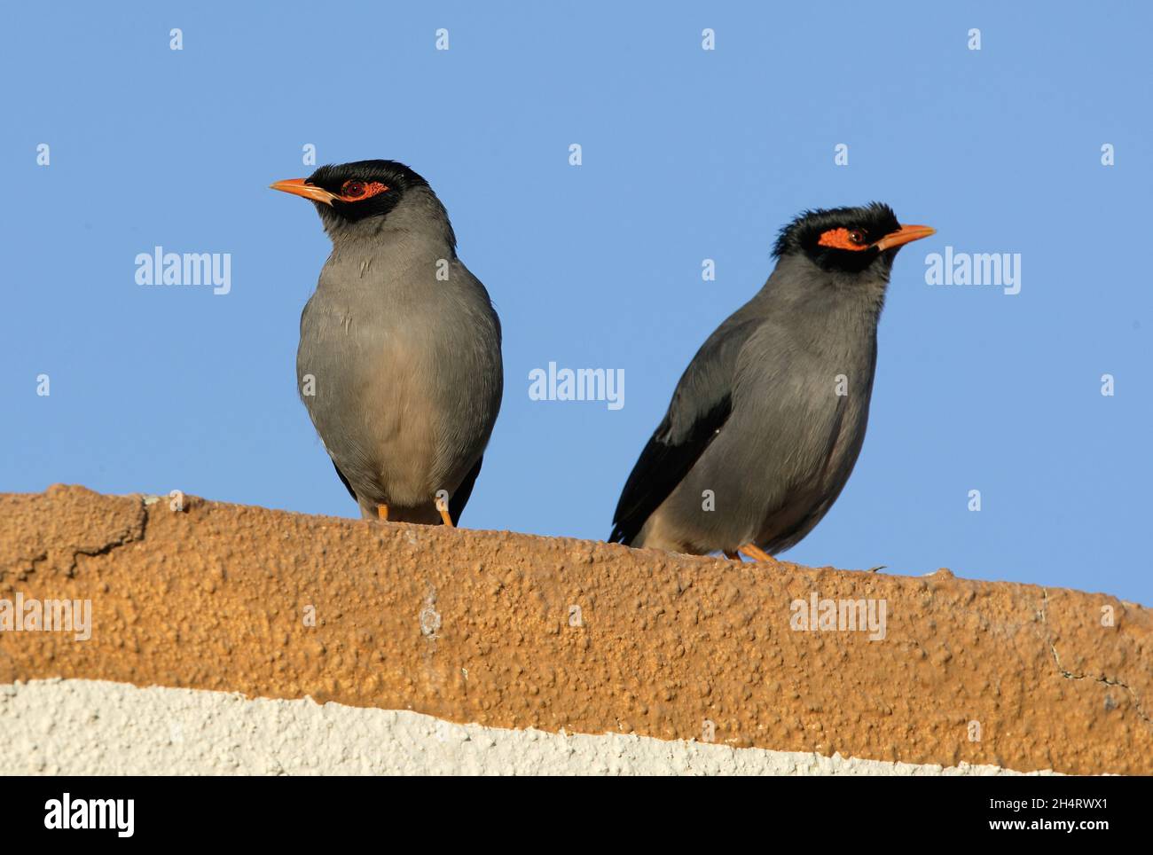 Bank Myna (Aceidotheres ginginianus) two adults perched on roof edge Gujarat, India           November Stock Photo