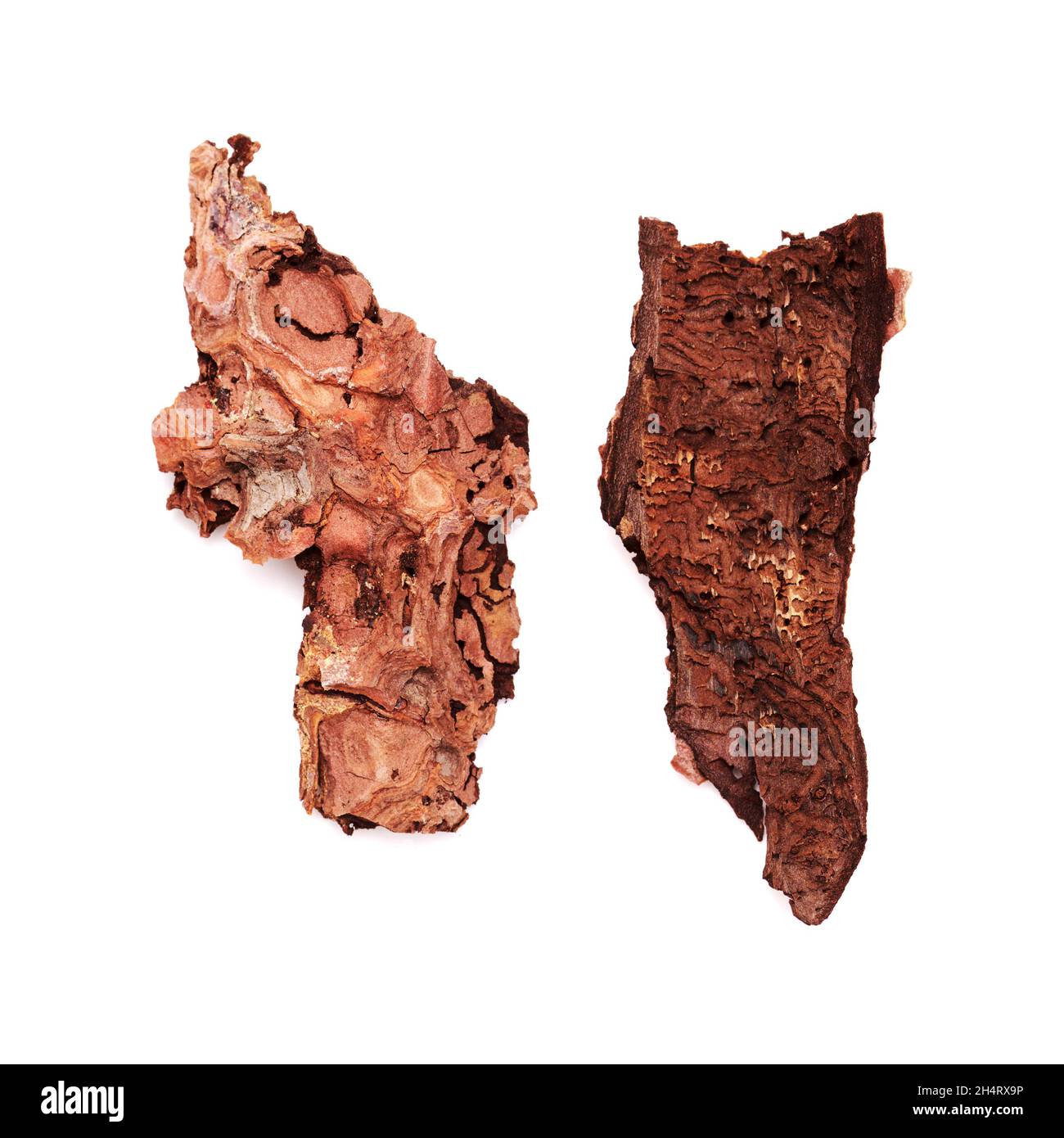 Dbark of Pinus canariensis, fireresistant Canary pine, damaged in