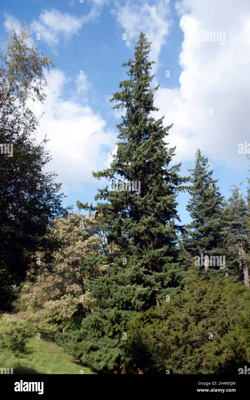 Trunks and branches of tall conifer trees at Cragside Rothbury
