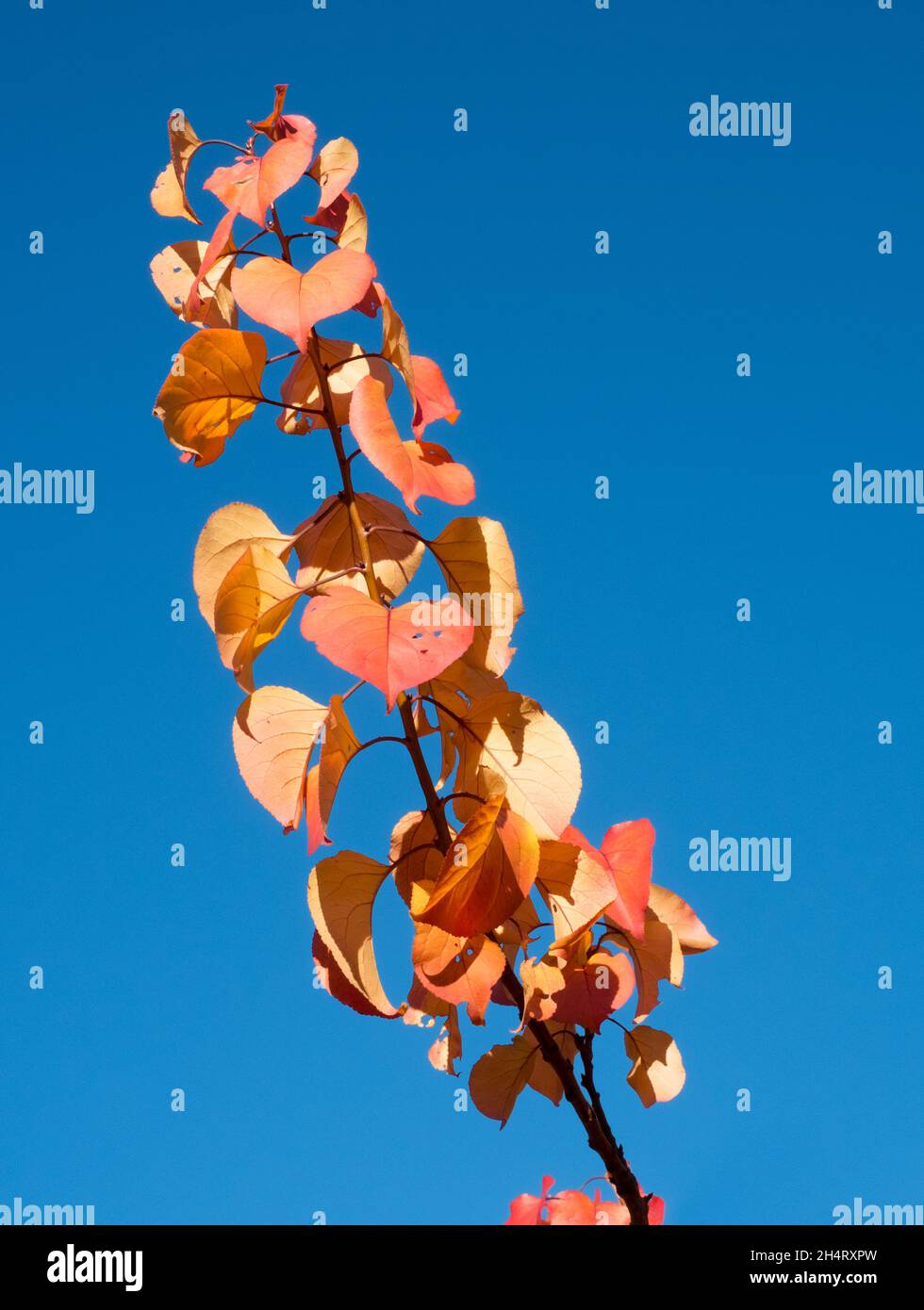 Autumnal color leaves on a branch of a cherry tree against a clear blue sky Stock Photo