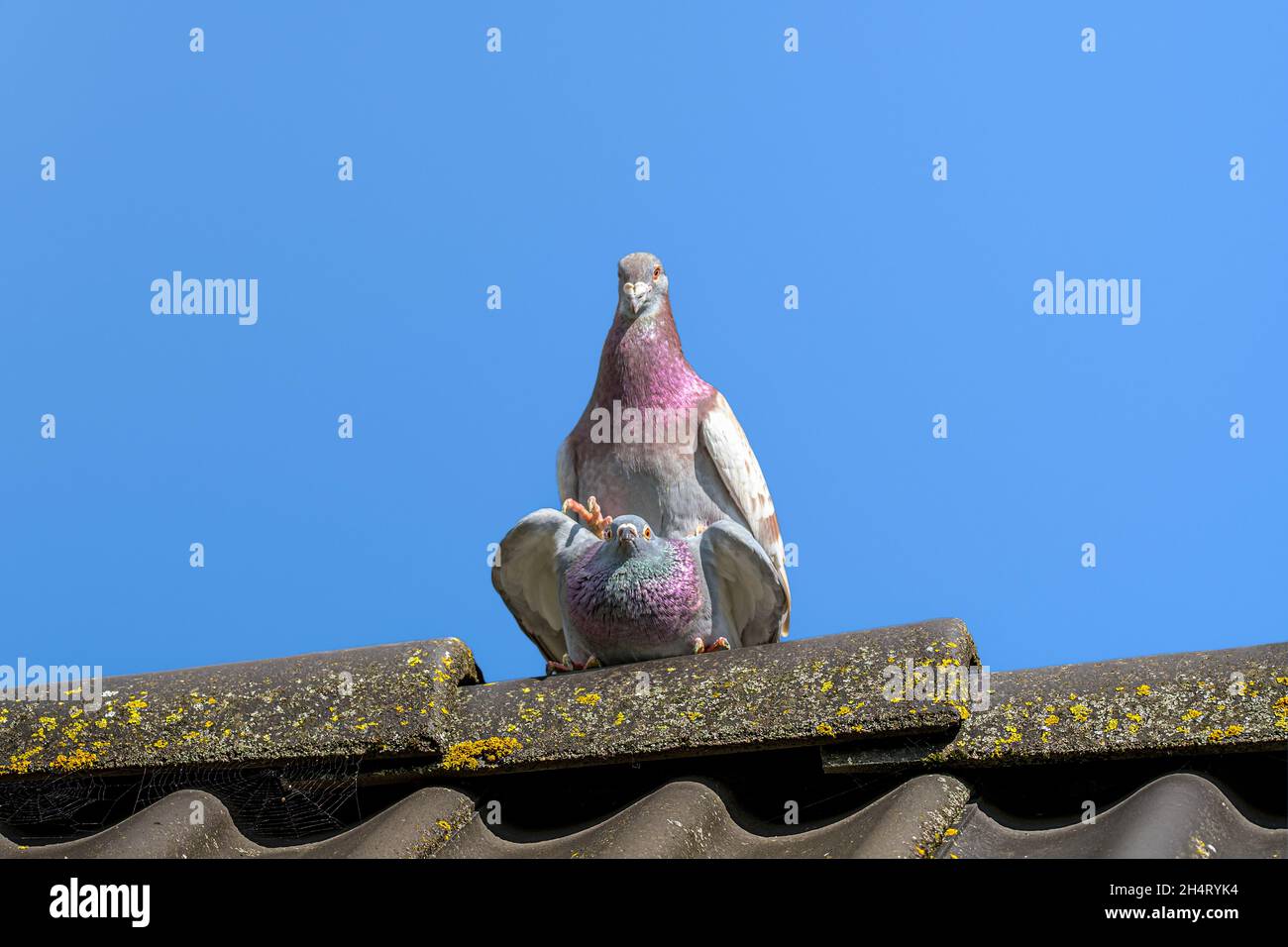 Couple racing pigeons in loving pose mating on the ridge of the roof Stock Photo