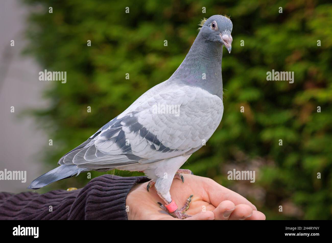 Young racing pigeon on a fancier's hand looks straight into the camera Stock Photo