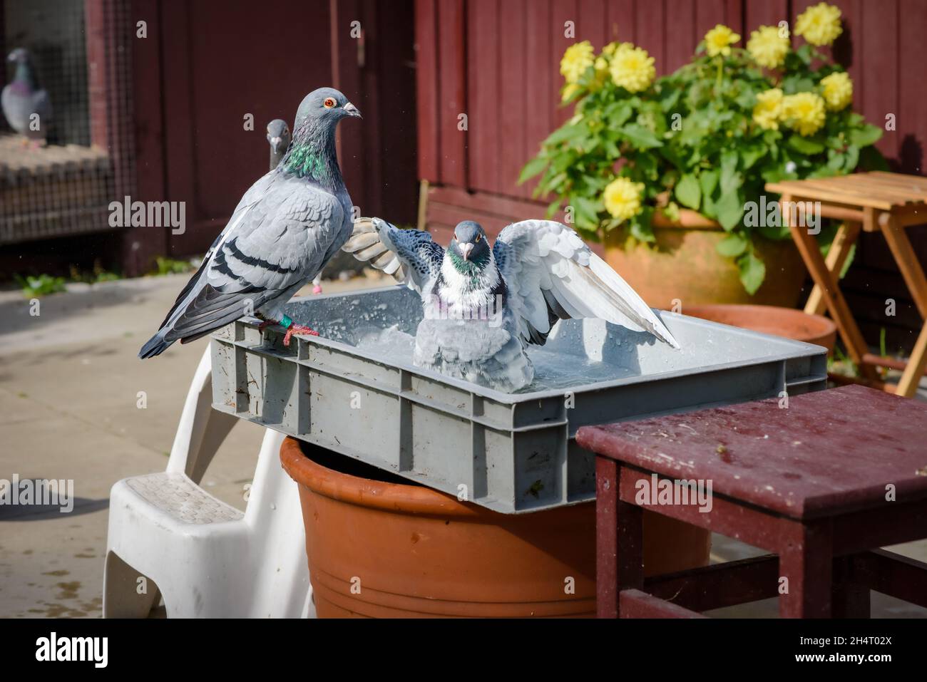 A few racing pigeons take a bath in front of their pigeon loft in the garden Stock Photo