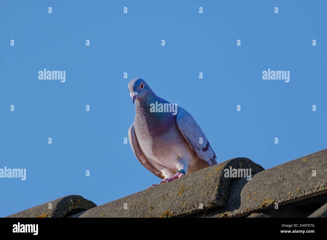 Beautiful racing pigeon sits on the ridge of the roof and looks down Stock Photo