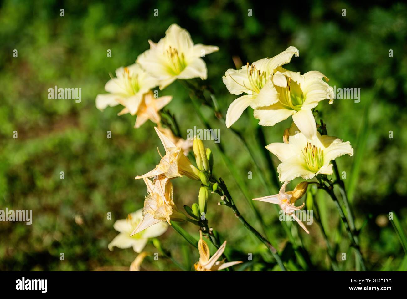 Ivory white flowers of Hemerocallis Arctic Snow plant, know as daylily, Lilium or Lily plant in a British cottage style garden in a sunny summer day, Stock Photo