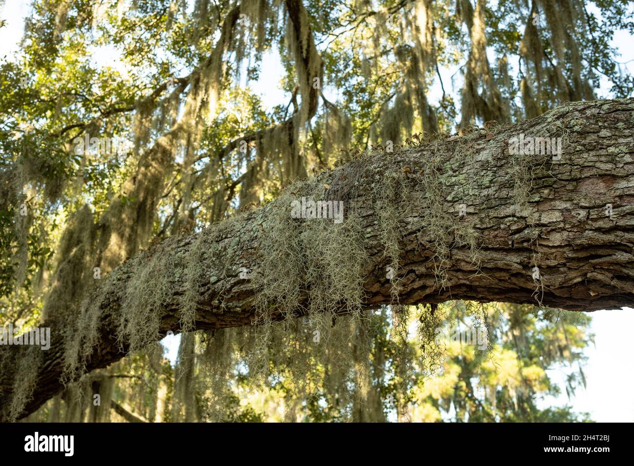 Spanish moss draped trees are an iconic and omnipresent feature in the