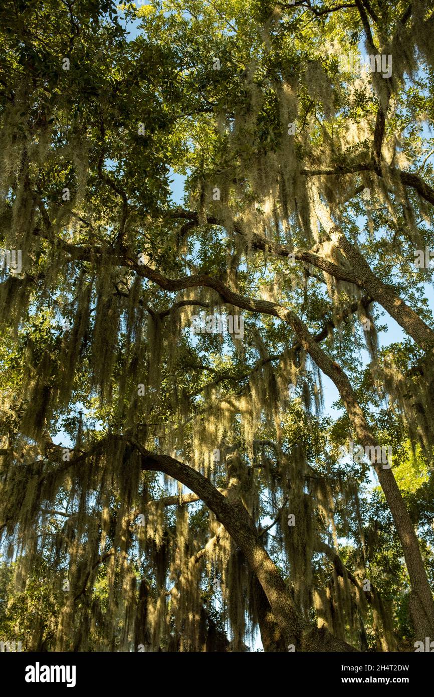 Spanish moss draped trees are an iconic and omnipresent feature in the South Carolina lowcountry