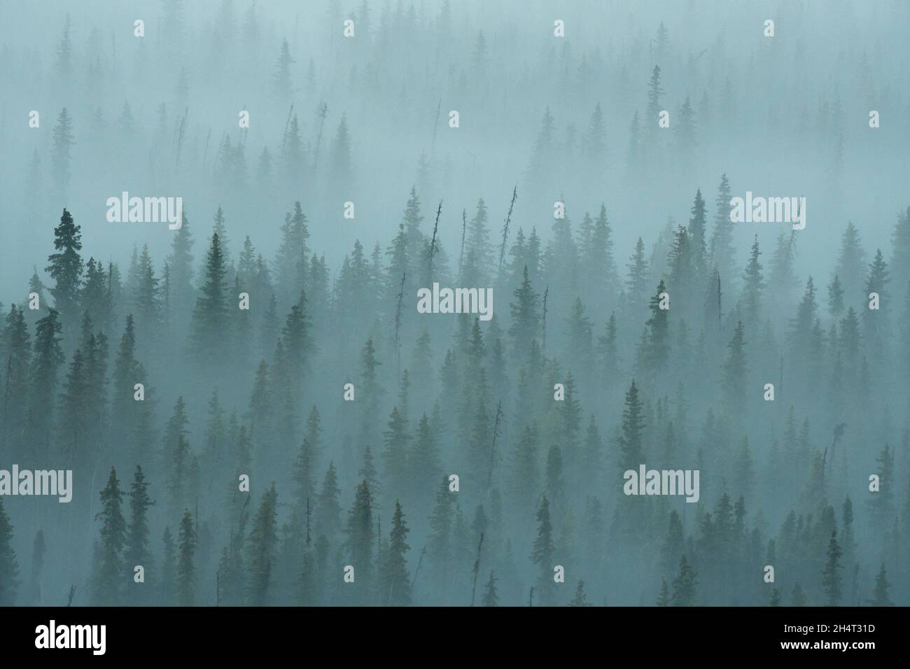 Trees in the Fog Stock Photo - Alamy
