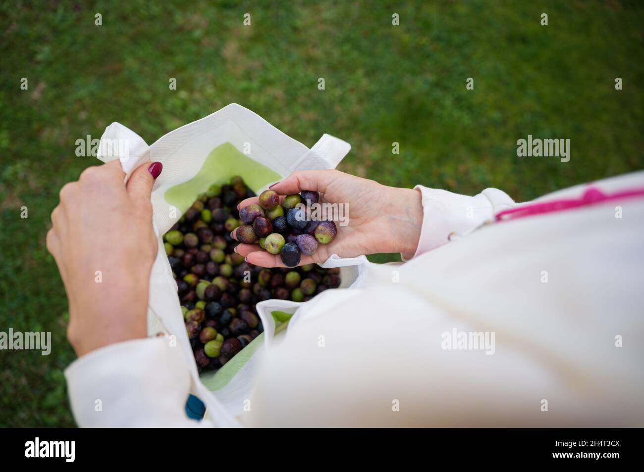 Top view of a woman picking olives placing a handful in a bag Stock