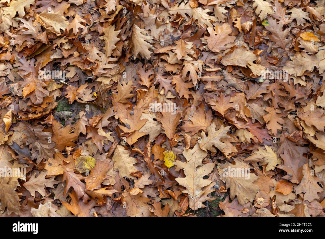 brown and yellow leaves on a hiking trail in the autumn on the forest floor Stock Photo
