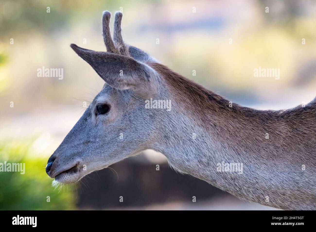young male deer with fledgling antlers grazing in a dry meadow in autumn Stock Photo