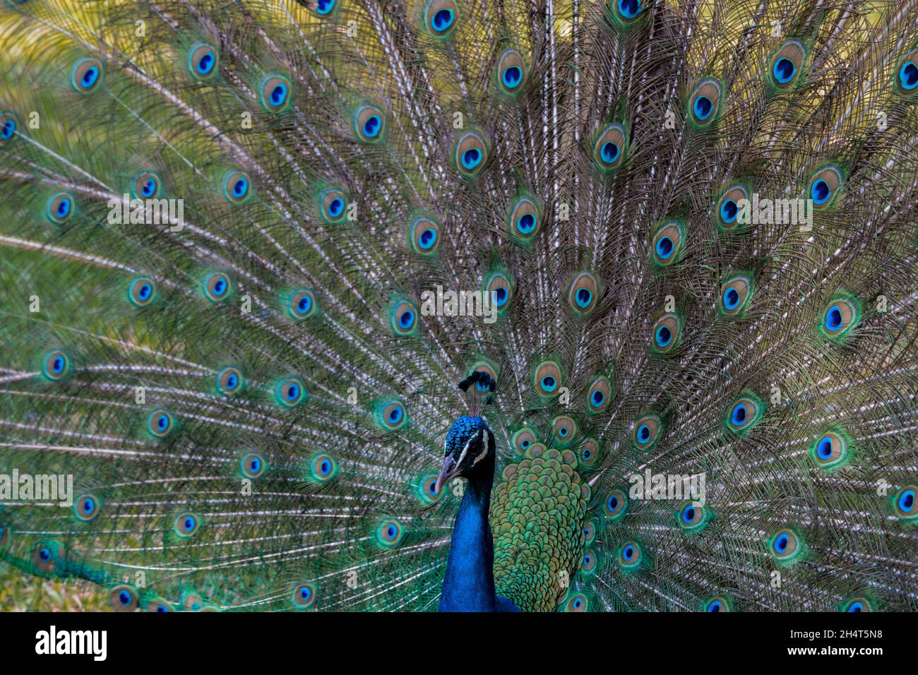 Peacock with a beautiful open tail Stock Photo - Alamy