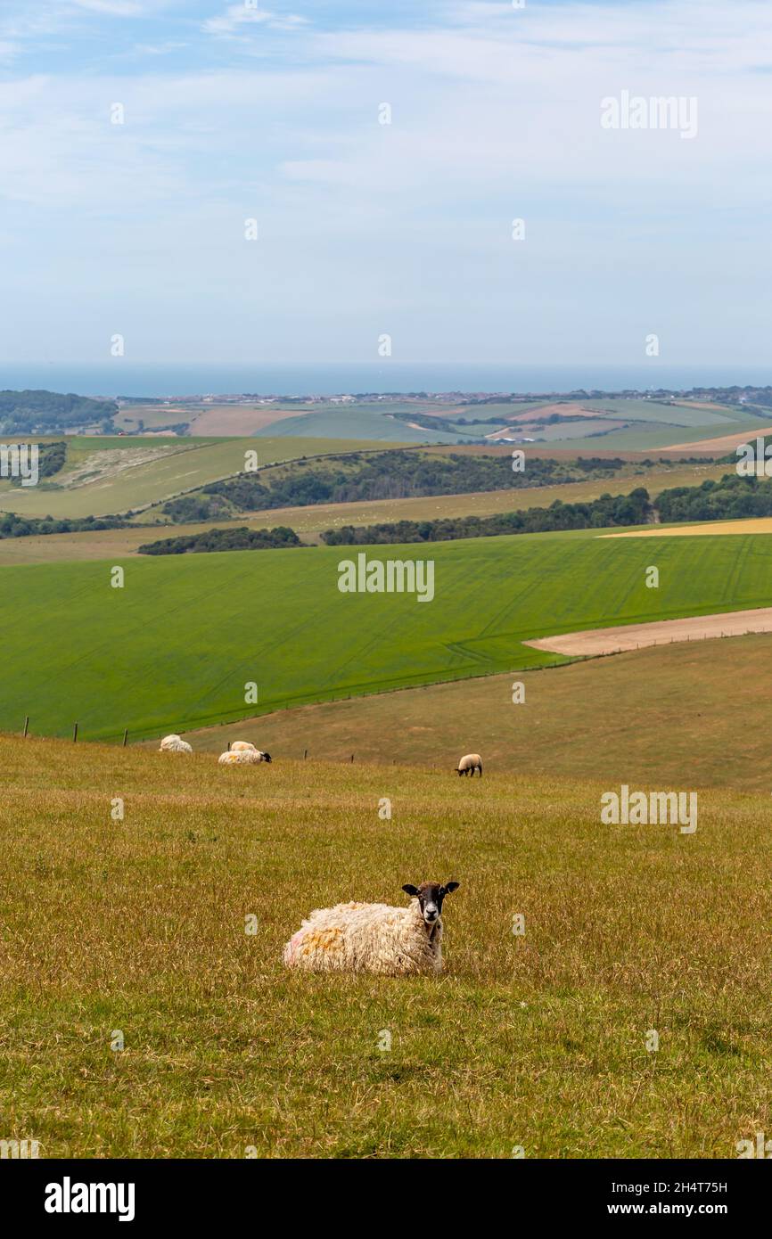 Sheep in the South Downs near Firle Beacon Stock Photo